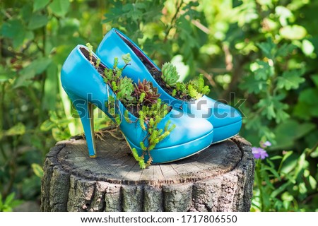 Blue second hand shoes, stilettos, high heels / upcycled into eco friendly planters / flowerbeds / flower pots. Sustainable gardening idea