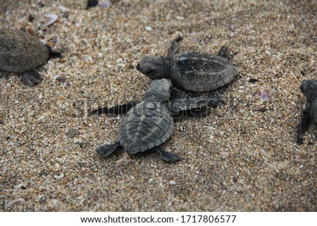The olive ridley sea turtle, also known commonly as the Pacific ridley sea turtle, is a species of turtle in the family Cheloniidae. 
