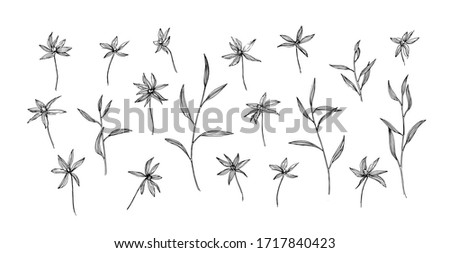 Floral set of hand drawn wild plants. Outline herbs with leaves and flowers ink drawing. Black isolated sketch vector on white background.