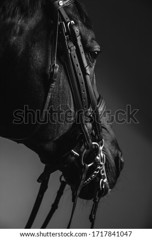 Jockey saddle up the thoroughbred horse for dressage or equestrian race. Horse face with reins close-up. Noble aesthetics, dress code, professional equipment, competition and excitement concept Royalty-Free Stock Photo #1717841047