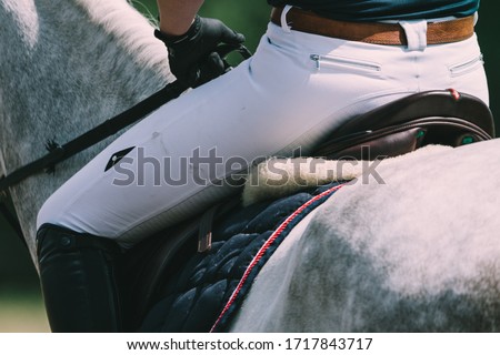 Show jumping horse at the tournament in detail