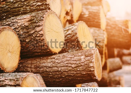 Woodpile fresh cut pine logs at sawmill factory. Big stack of tree trunks at wood production lumber mill. Processing timber material at wood construction warehouse. Chopped firewood stumps. Forestry Royalty-Free Stock Photo #1717847722