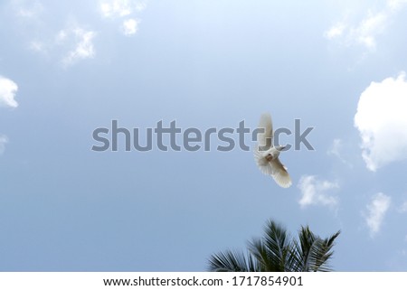 A Racing breed of White Color High Flier domestic pigeon Trained for the sport of pigeon racing