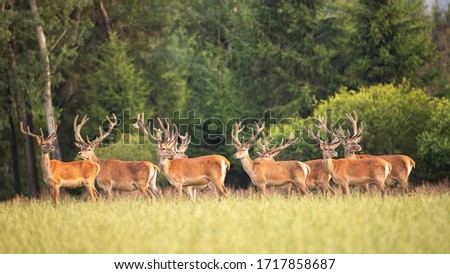 Majestic red deer, cervus elaphus, stags with growing antlers covered in velvet standing on green meadow in summer at sunset. Peaceful animal herd in nature. Group of male mammals. Royalty-Free Stock Photo #1717858687