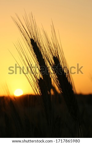 Sunset Grains Close-up in Field Idyllic Countryside Nature Panoramic Wallpaper Background Banner Image. Wheat Plants Silhouette with Golden Evening Sky. Healthy Local Bio Oats Cereal Breakfast Produce