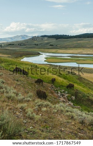 bison in the hayden valley yellowstone national park wyoming on a hillside with snake river in the background