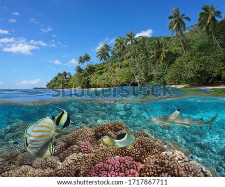 French Polynesia, coral reef with colorful fish underwater and tropical coast with green vegetation, split view over and under water surface, Pacific ocean, Oceania