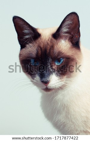 siamese cat white background blue eyes