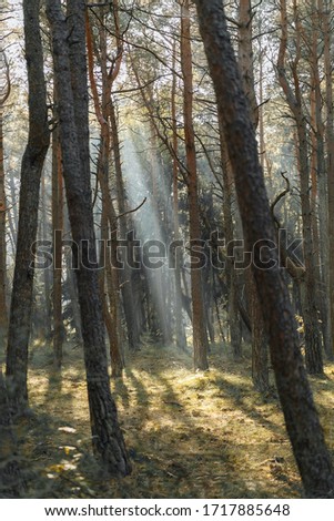A ray of sunshine in a green mysterious forest in late summer. Morning in the forest