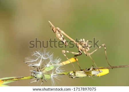 Empusa pennata, common names conehead mantis in English and mantis palo in Spanish, is a species of praying mantis in genus Empusa.