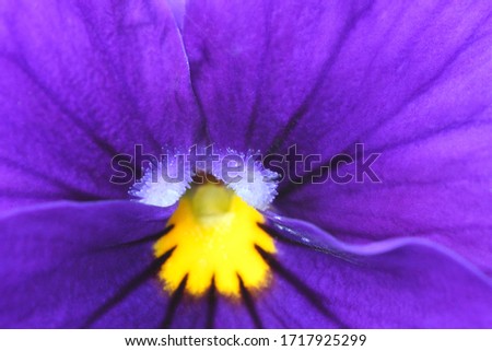 The garden pansy is a type of large-flowered hybrid plant cultivated as a garden flower. Macro images.