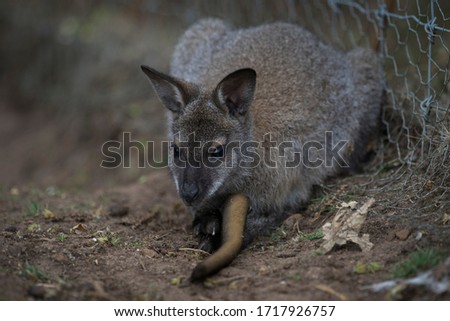 kangaroo ,australian walkabout ,animal with pouch wild life portrait