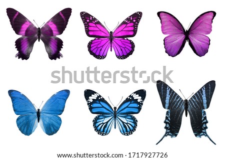 six tropical butterflies. isolated on white background