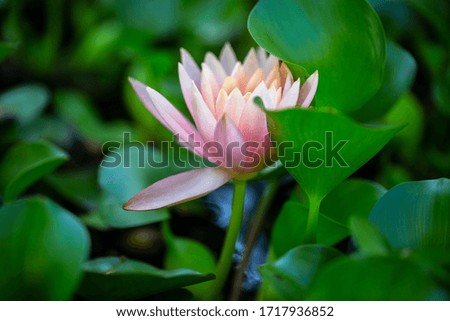 Close-up photo of a water lily (Nymphaea) in a pond among aquatic plants.