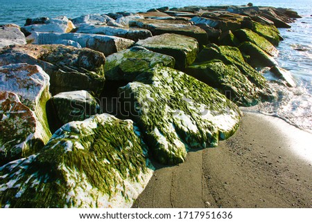 seaweed and slimy green moss on a white rock in the wildlife