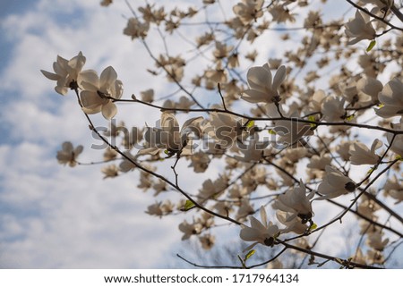 magnolia flower on branches in early spring