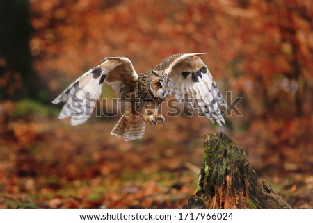 Owl in flight. Long-eared owl (Asio otus) landing on rotten stump in colorful orange forest. Autumn in nature. Bird of prey in beech forest with red leaves. Wildlife photo from nature.