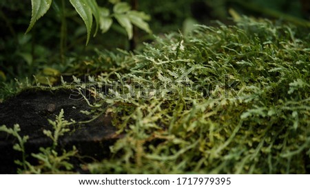 Green moss on a piece of wood.
