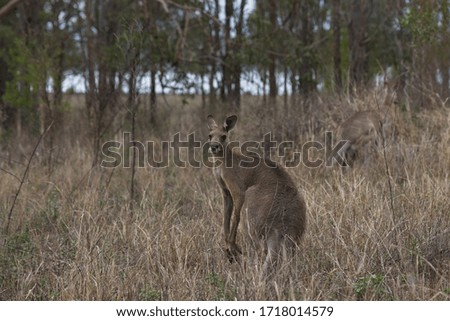 Large male kangaroo standing in long grass.