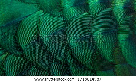 Closeup peacock feathers , green peafowl