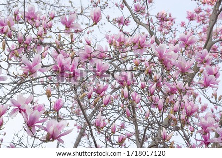 The beginning of the flowering of magnolia