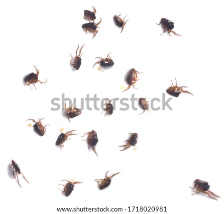 Fleas adhered to the glue trap Royalty-Free Stock Photo #1718020981