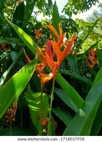 Close up Heliconia (Heliconiaceae, lobster-claws, toucan beak, wild plantains, false bird of paradise) with natural background