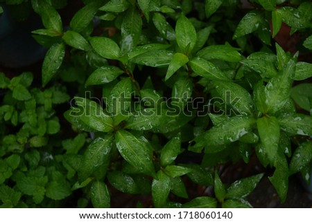 this pic show green herb leaves background, herb and gardening concept