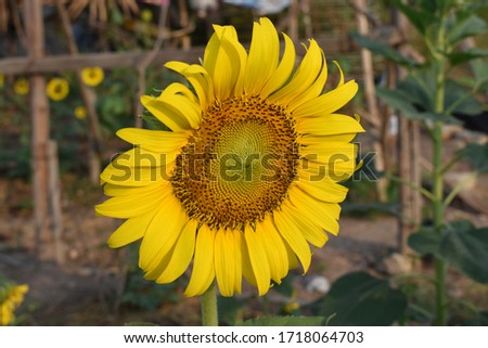 beautyful in nature of yellow sunflower background