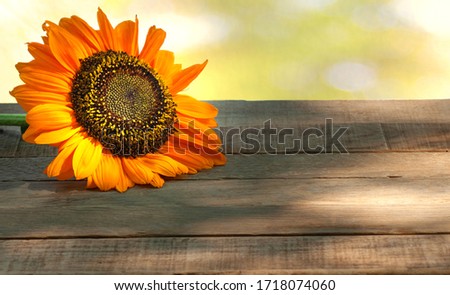 Fall Sunflower on a Rustic Wood Table with Green Foliage Bokeh Background with copy space.  It's a horizontal with a side view.