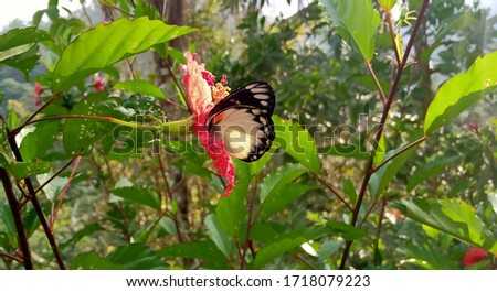 Beautiful butterflies perch on red flowers