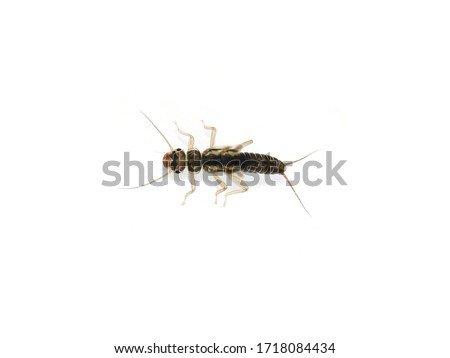 Stonefly Plecoptera nymph isolated on white background