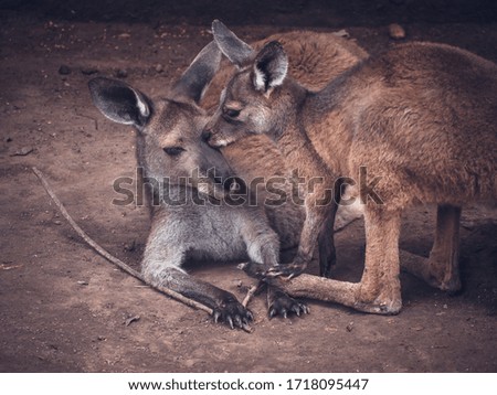 Mother and baby kangaroo kiss on her face in Chongqing zoo