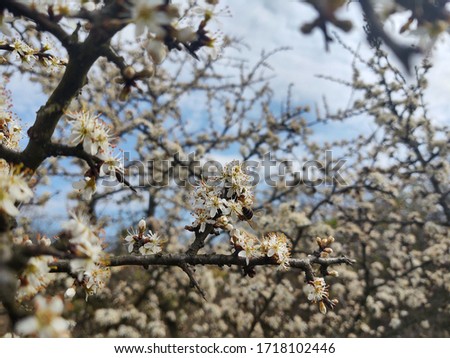 Spring tree flowering. White blooming tree. Slovakia	