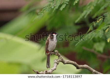 One Red-whiskered Bulbul turned one side of it on the branches of the Moringa tree in the garden.
