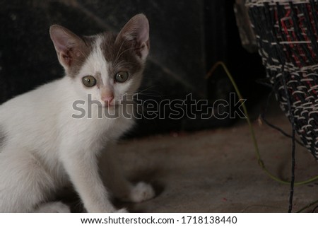 Cats and kittens, stray cats, Thai breed cats