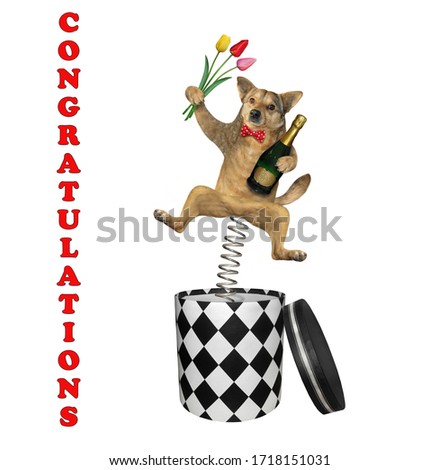 The beige dog in a red bow tie with a bottle of champagne and bouquet of flowers is jumping out of a round gift box. Congratulations. White background. Isolated.