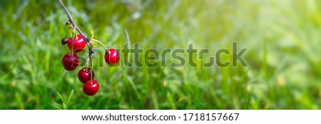 Red ripe cherry in front of green grass. Summer wallpaper
