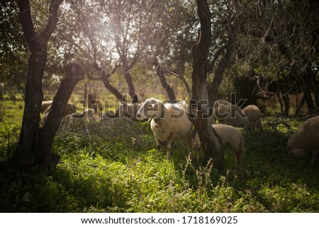 pastoral picture with a flock of sheep on a background of beautiful trees