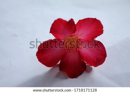 The picture of a flower placed on a white background