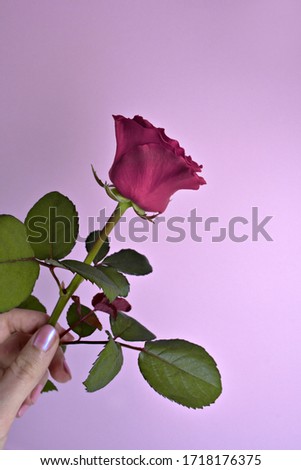 Woman hand with nails polish and rose. Beauty concept. Female hand hold rose on pink background. Close up