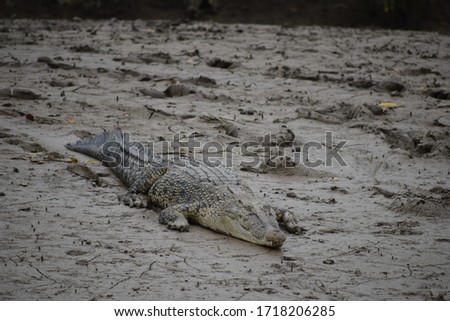 Saltwater crocodiles of the mangroves