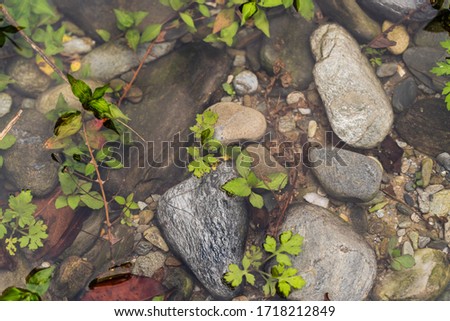 Stones in water with green plants, abstract background, stock photo