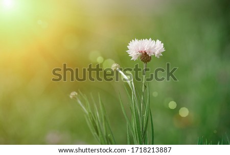 Flowers in a bright and colorful garden