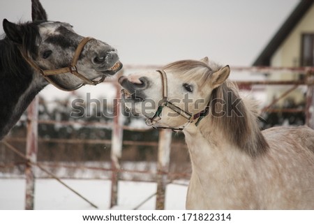 Two gray ponies fighting playfully in the winter paddock