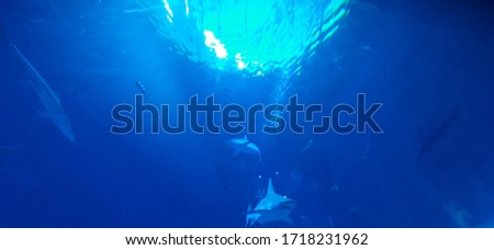 blue light underwater in a tank full of shark