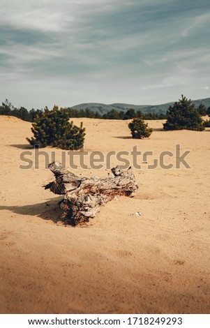 Photo of dry desert with deadwood and footsteps on foreground with dramatic and moody sky on background. Forest near the desert with dunes and cloudy sky. - natural light photo.