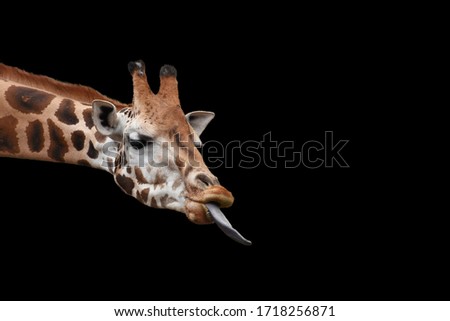 Cute giraffe with head shot with long tongue outstretched isolated on black background.