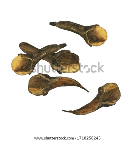 Watercolor set of clove spicy isolated on white background. Brown dried clove bud for cooking, medicine, culinary. Syzygium aromaticum. Hand drawn illustration. Herbal clip art.