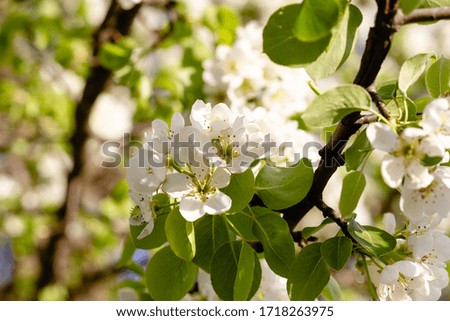 Blossoming pear. White flowers close-up